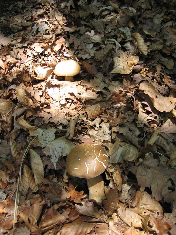Quando i Funghi chiamano.....Seconda parte